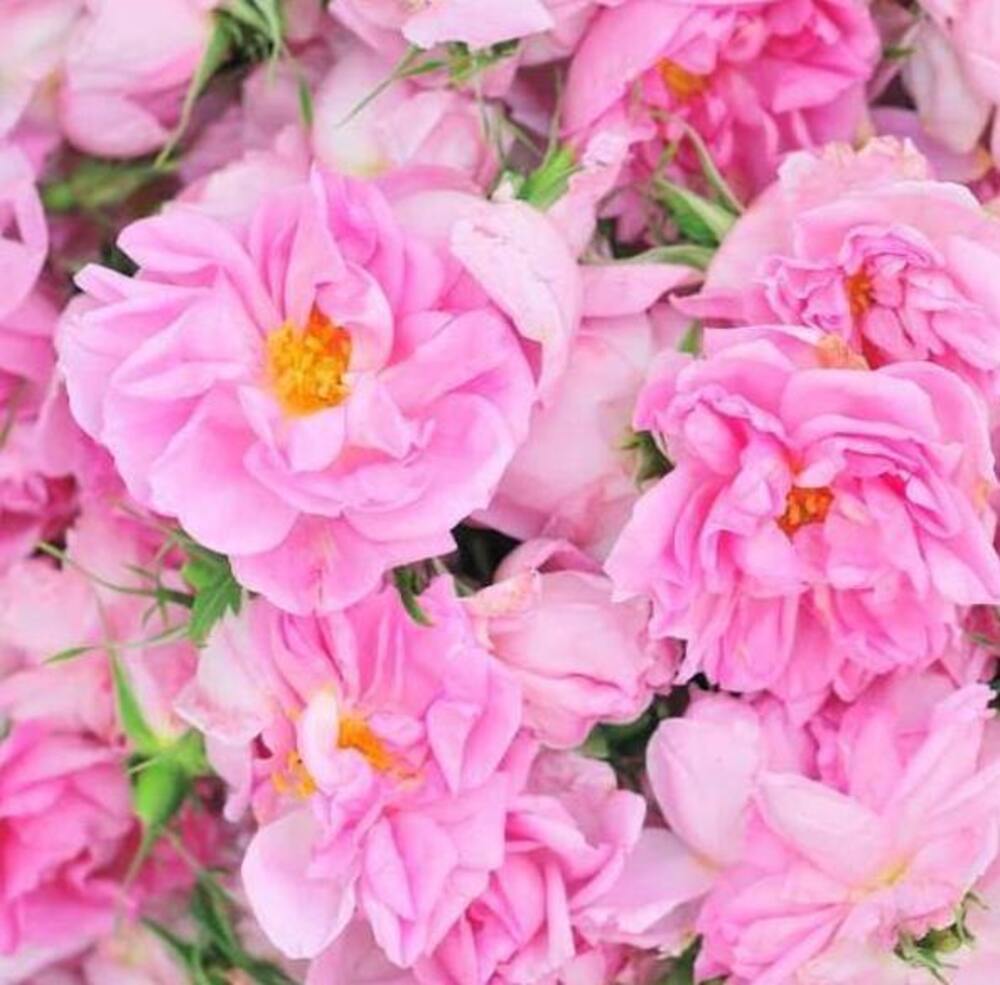 Trandafir De Dulceata Rosa Damascena Anul 3