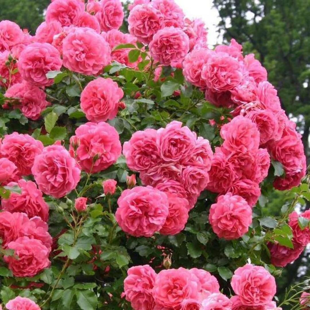 Trandafiri Catarator Rosarium Anul 3