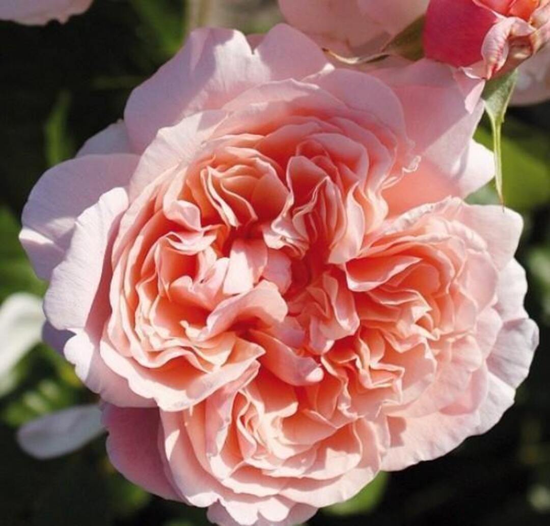 Trandafiri Catarator Rose De Tolbiac Anul 3