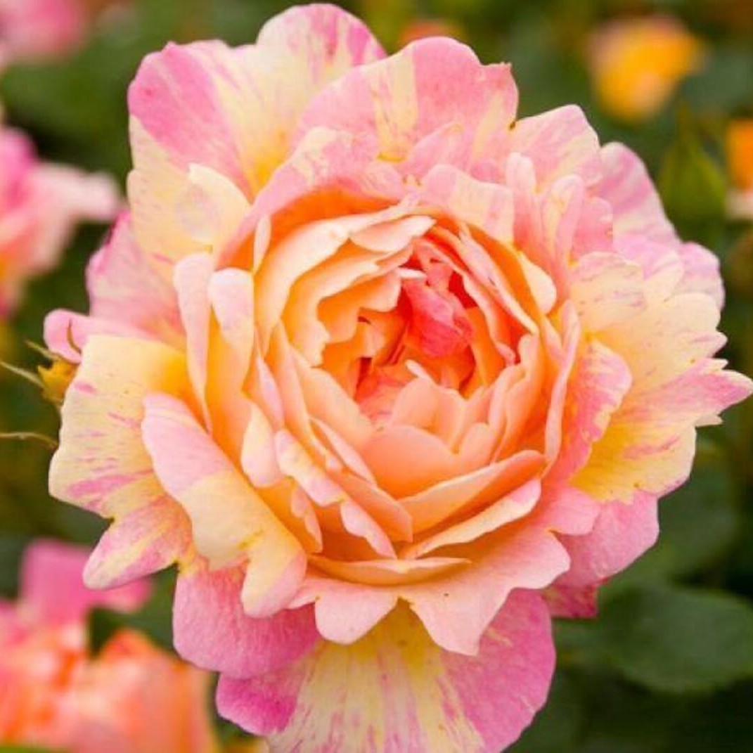 Trandafiri Floribunda Cisterciens Anul 3
