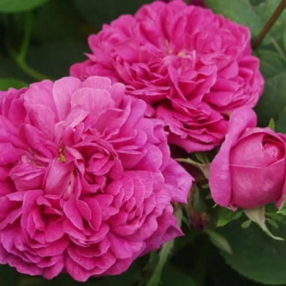 Trandafir De Dulceata Rose Rescht Anul 3