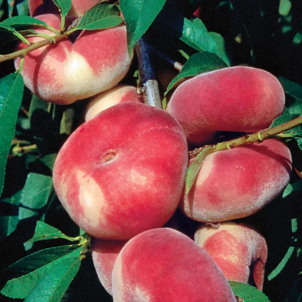 Piersic Saturn - Pom Fructifer Anul 3