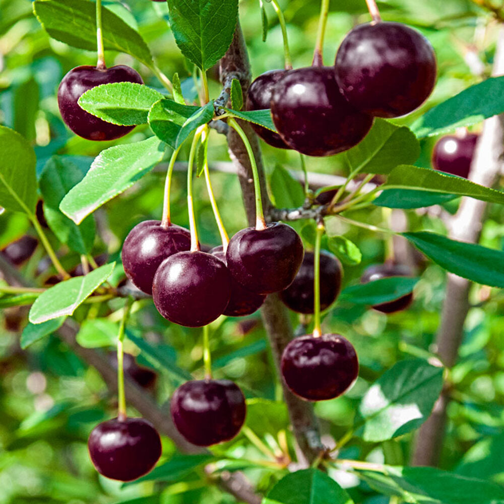 Visin Sour-Cherry-Juliet Pom Fructifer Anul 3