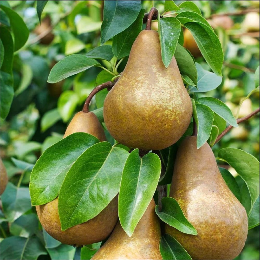 Par Untoasa Bosc- Pom Fructifer Anul 3