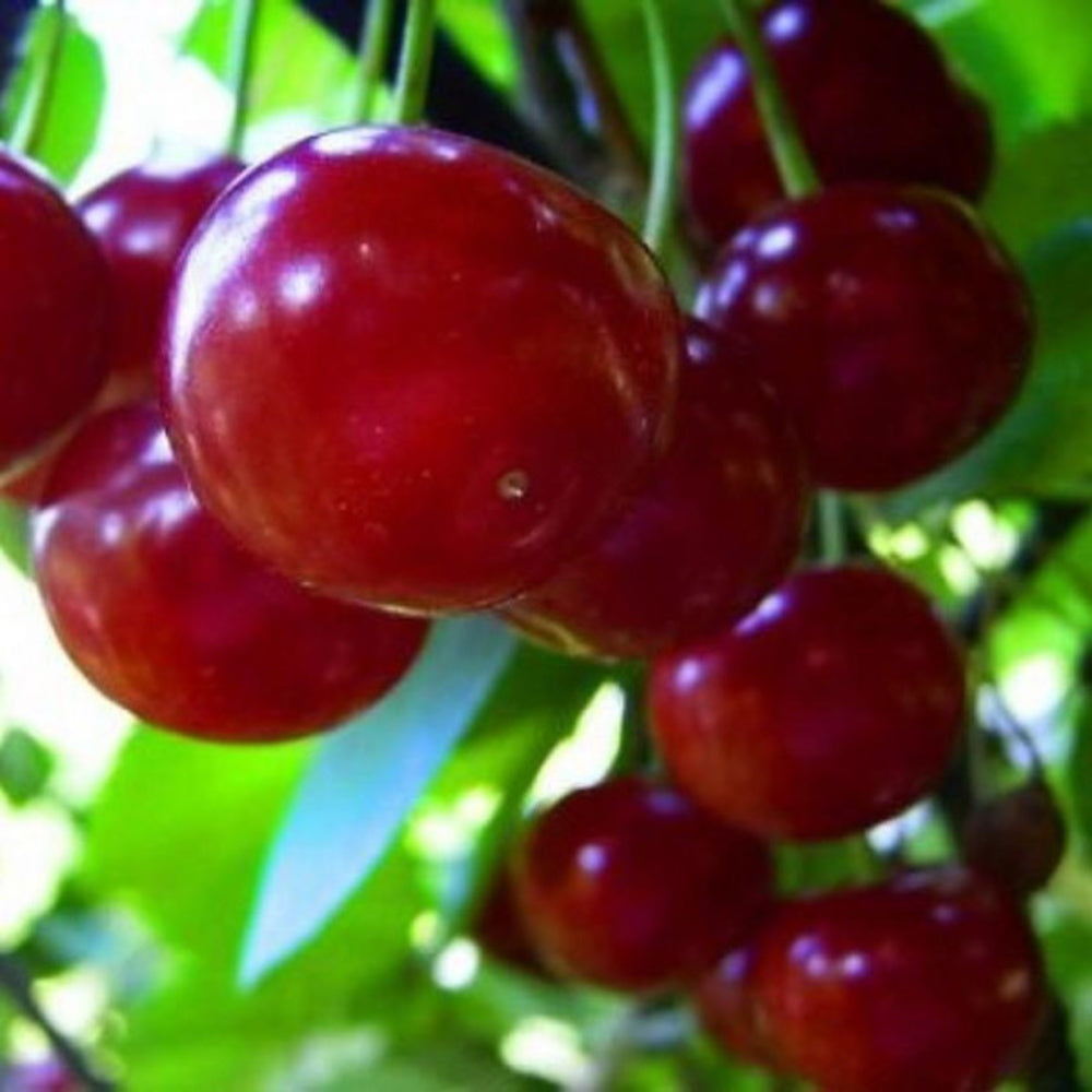 Visin Crisan Pom Fructifer Anul 3