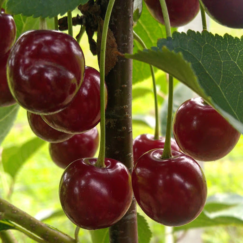 Visin Kelleris Pom Fructifer Anul 3