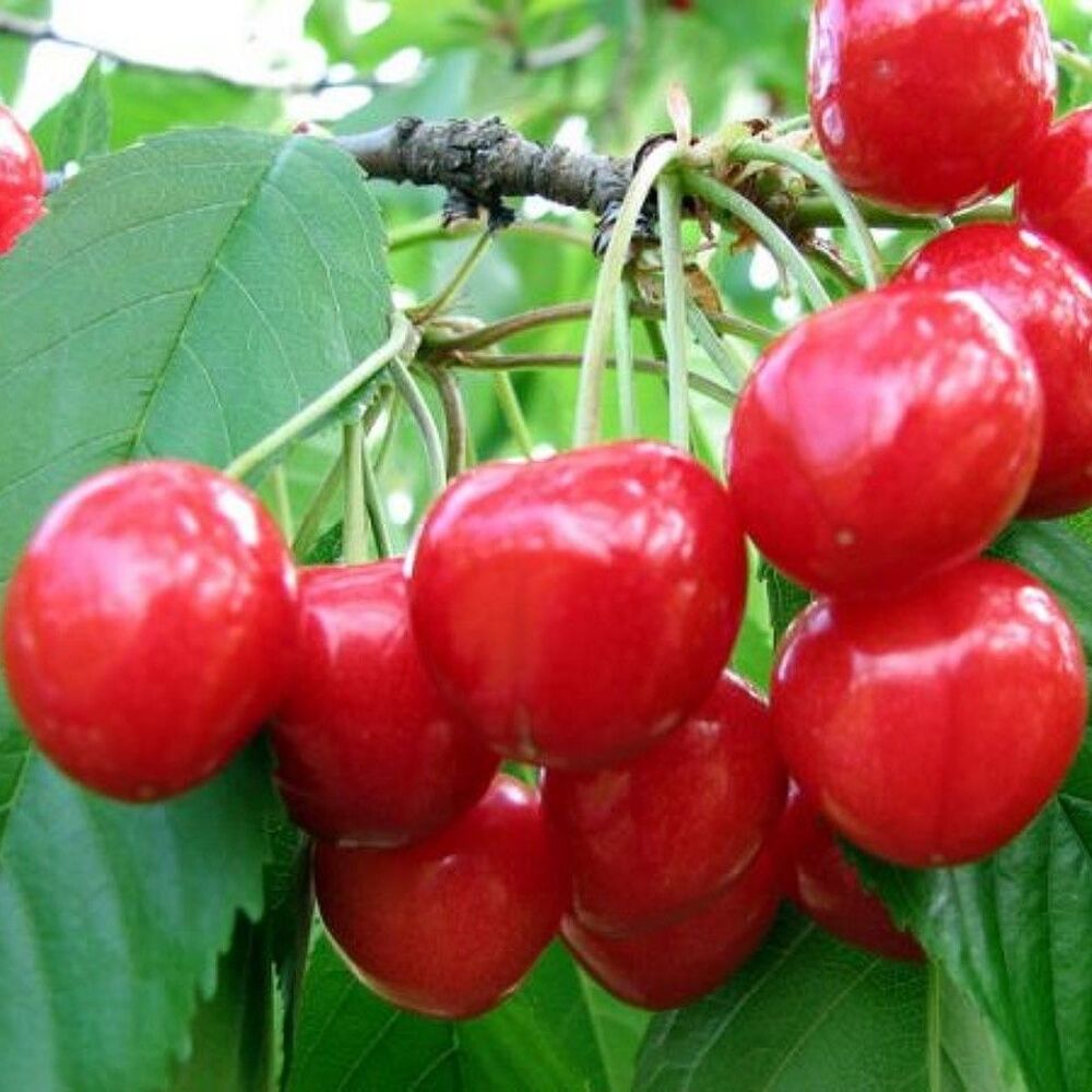 Visin Nana Pom Fructifer Anul 3