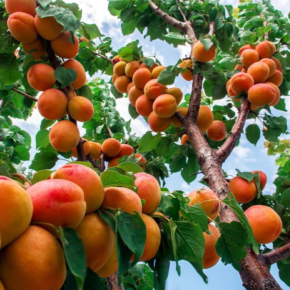 Cais Wenatche Pom Fructifer Anul 3